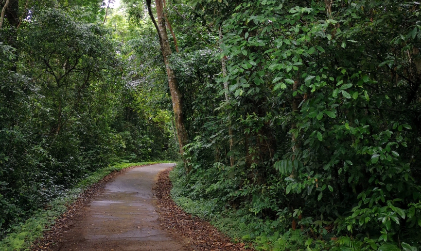 Cuc Phuong trek road