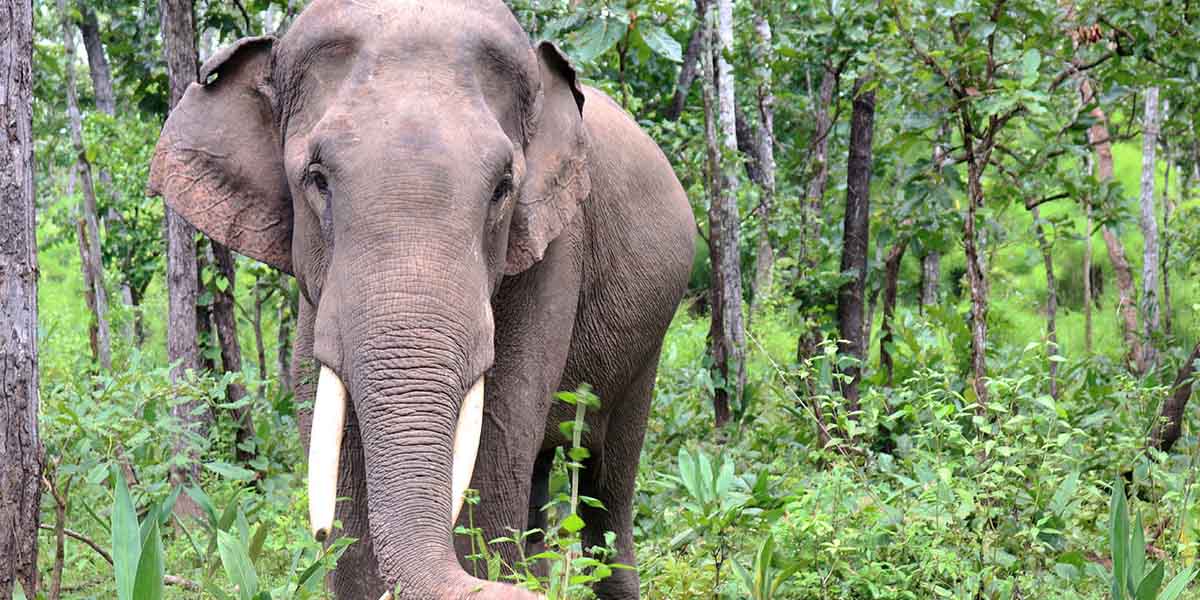 Yok Don National Park