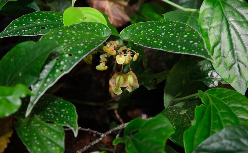 Cuc Phuong National Park